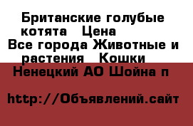 Британские голубые котята › Цена ­ 5 000 - Все города Животные и растения » Кошки   . Ненецкий АО,Шойна п.